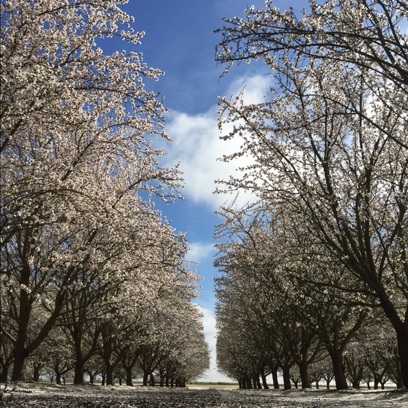 Meet your Posher, Jennifer - Picture 2 of 8